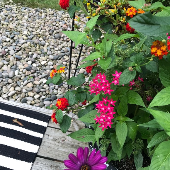 Meet your Posher, TheChairmanMeow 🐈 - Picture 11 of 14